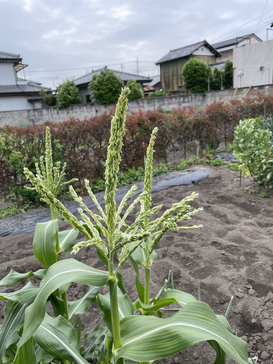 sml_vegetable's tweet photo. 種から育てたトウモロコシがこんなにも大きくなりました😊とっても嬉しい💕
＃家庭菜園
＃トウモロコシ https://t.co/3zcbsFpbHq