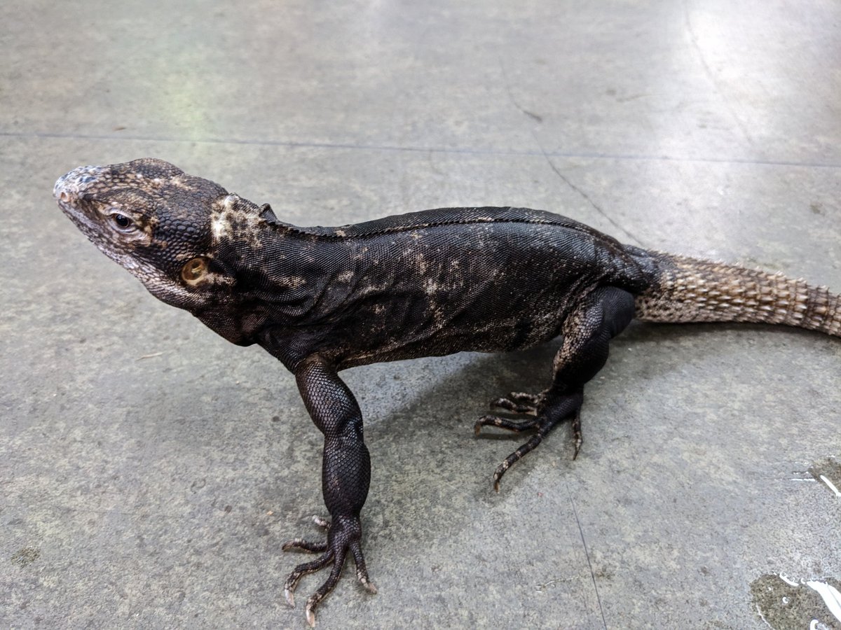 イグアナ＆co. 9体 イグアナ＆co. 9体