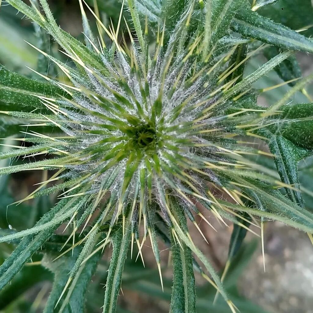 qtykity's tweet photo. #Cirsium　#アザミ https://t.co/vPstcPLh8i