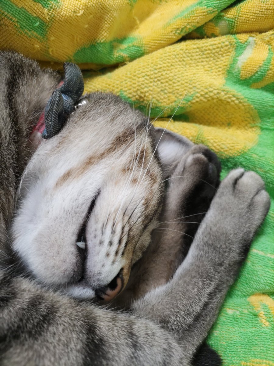 kigineko8's tweet photo. ぶるるるるる…って
イビキが…
#キジトラ猫 #猫のいる生活 https://t.co/R7Hajj3aUY