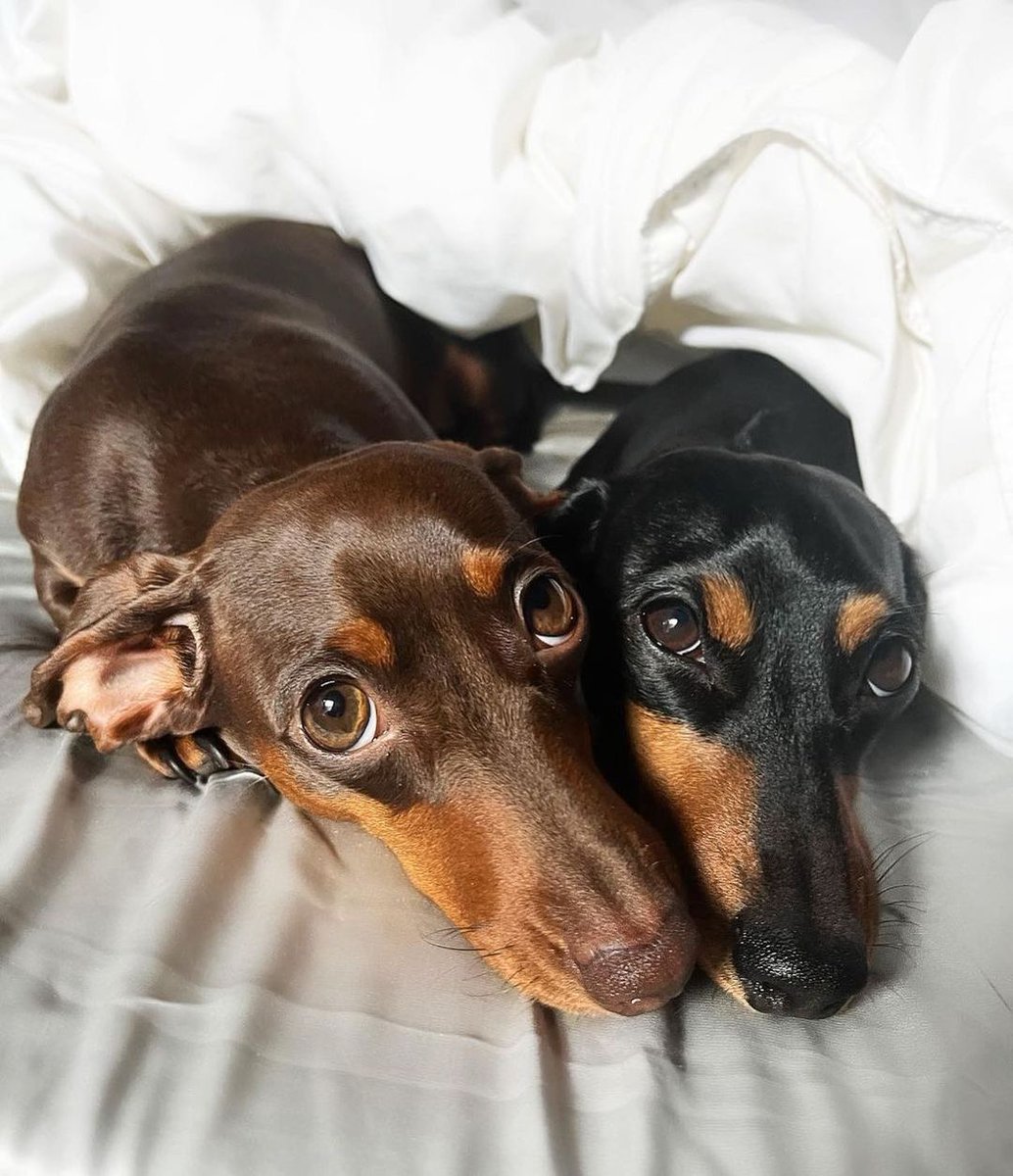 Alyssa_Anna19's tweet photo. #dachshund #dachshundsotwitter #dachshundlove #dachshundpuppy #dachshundoftheday #miniaturedachshund #minidachshund #dachshunds #dachshundappreciation #dachshundlife #dachshundsonly #dachshund_love #dachshunddaily #dachshund_world #Dachshund #Dachshunds https://t.co/H8eXiyCJg8