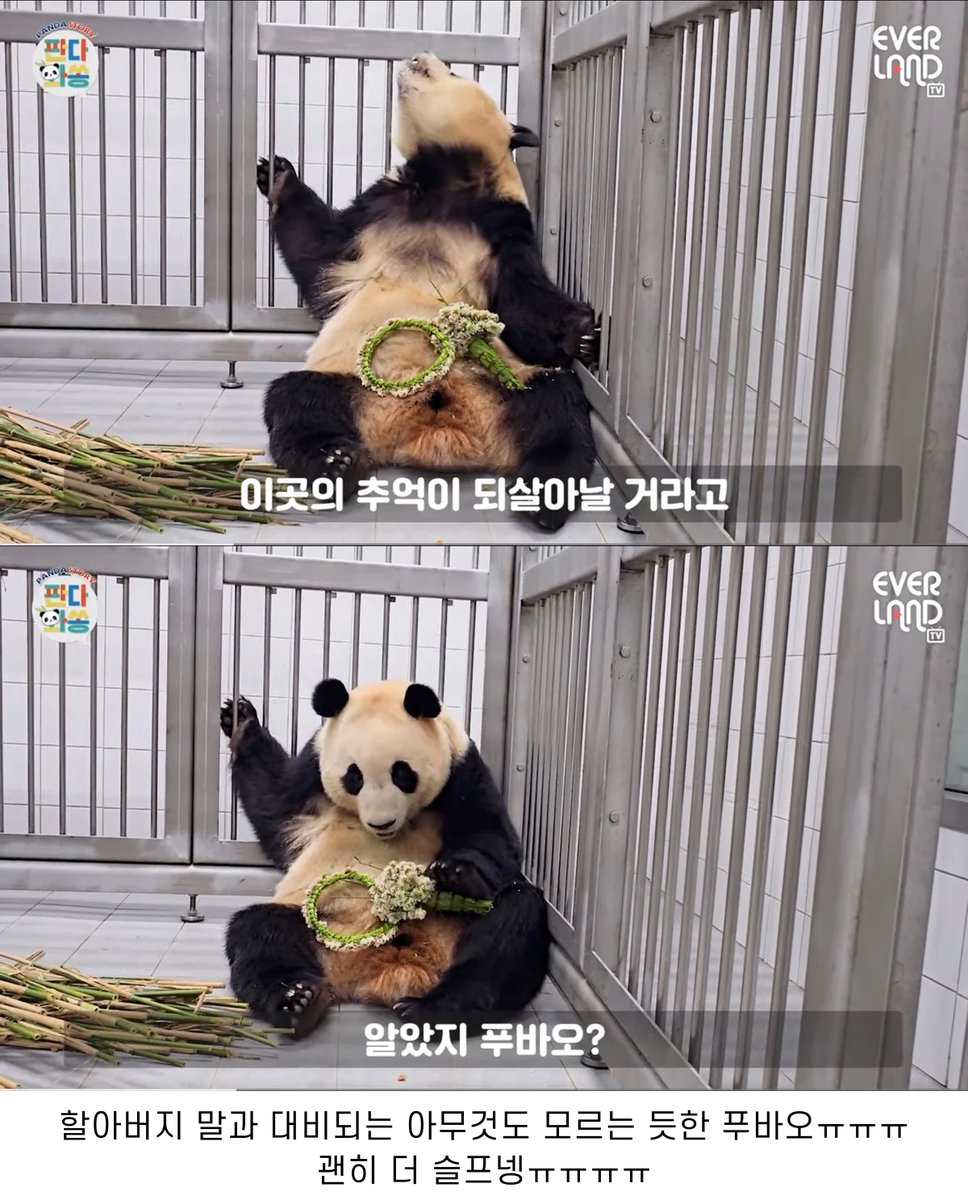 lovx11_very's tweet photo. 송바오가 올해 푸바오에게 화관 만들어 주며 한 말ㅠㅠ https://t.co/qDhZhBLcLE