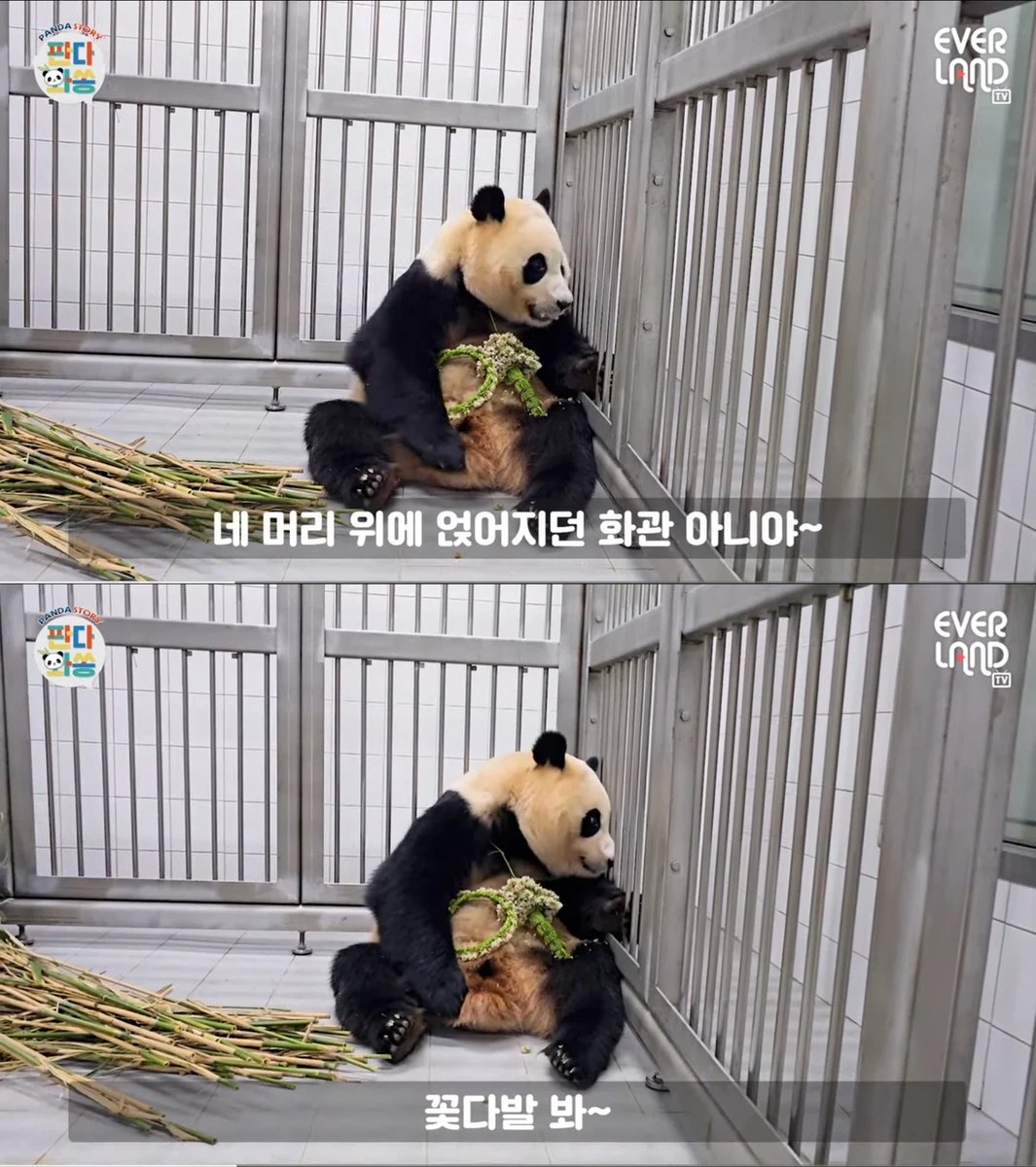lovx11_very's tweet photo. 송바오가 올해 푸바오에게 화관 만들어 주며 한 말ㅠㅠ https://t.co/qDhZhBLcLE