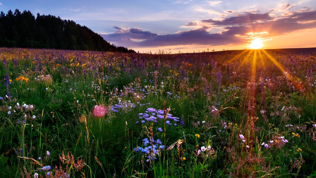 Colors of the world
Vibrant hues of every shade
Spring’s beauty renewed
#haiku #spring