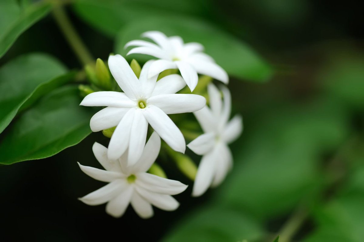 gargi_satvic's tweet photo. Did you know? 
#Jasmine, the tiny fragrant white flower, is an excellent mood booster and  has many #Healing properties. 

It is used to treat hepatitis, liver cirrhosis and severe diarrhoea; also as a sedative, an aphrodisiac and in cancer treatment
#healnaturally
#Ayurveda 
1/ https://t.co/84jmwpCWf9