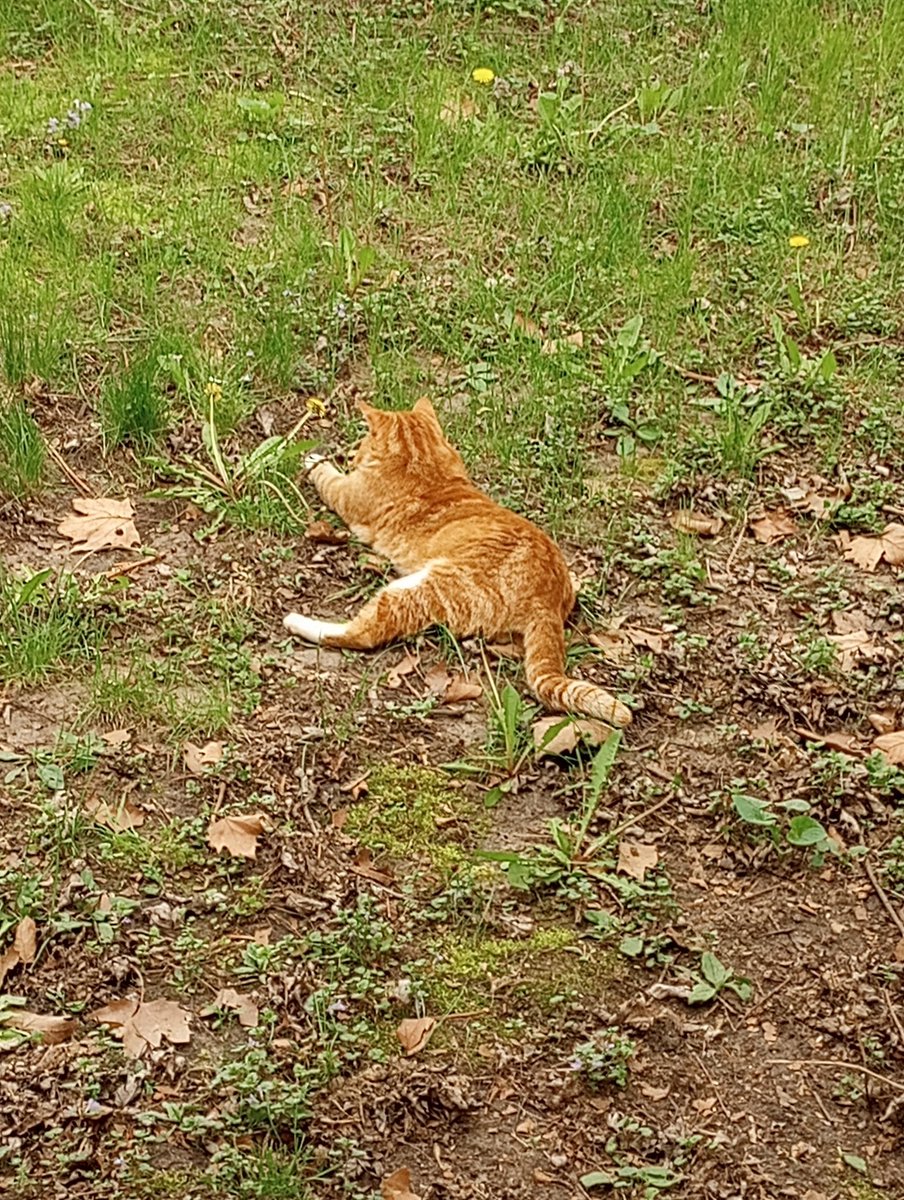 I_Been_Raptured's tweet photo. Mr Sunny Sunshine playing with his prey! #Caturday #catmouse #CatsOfTwitter #CatsAreFamily #CatsOnTwitter #KittyTwitter #kittygang #catsnoirfriday #hunter #Predators #mousetrap https://t.co/mv1ZOcRUOd