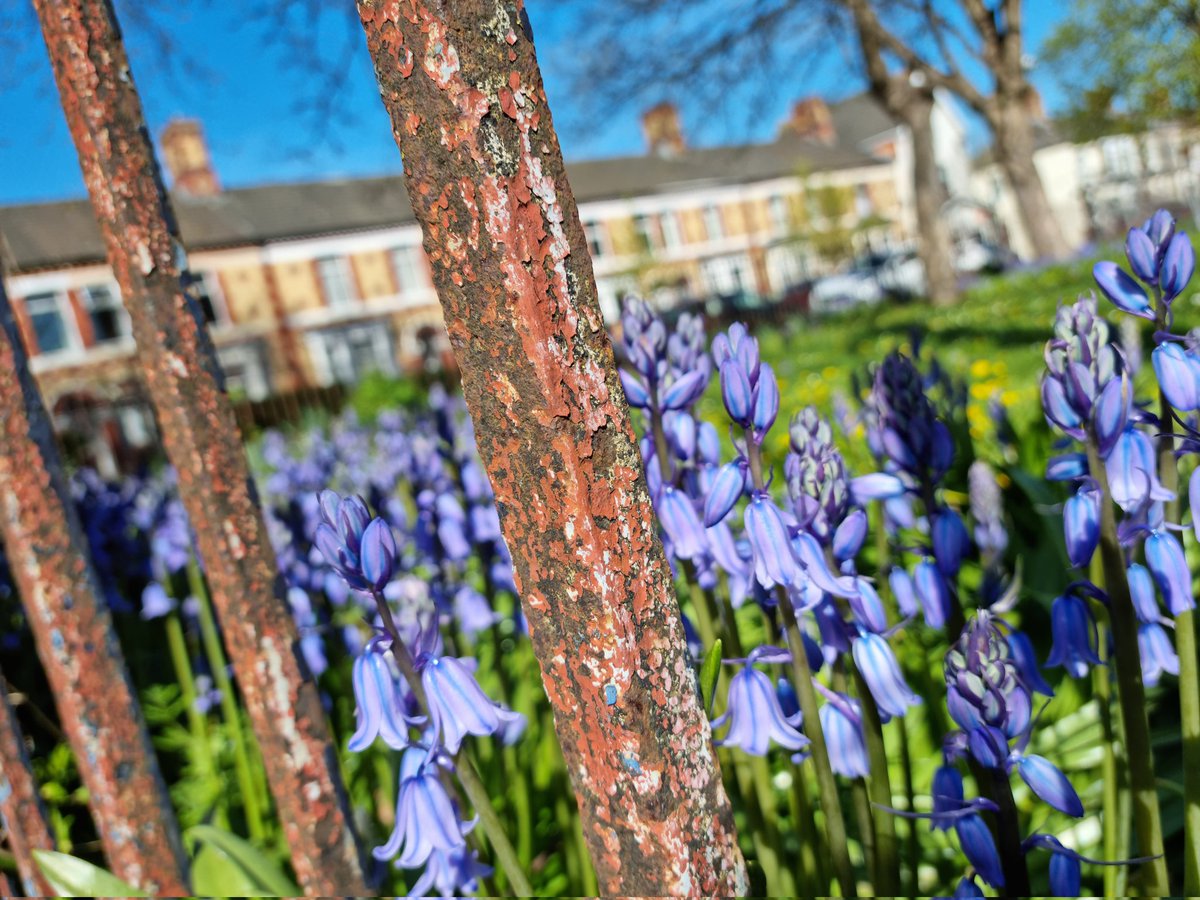 Urban bluebells #lush