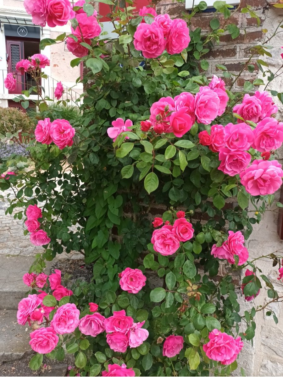 #FleurisTonFil 
Roses de Giverny