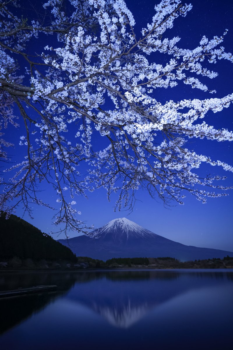 美しくも妖艶な夜桜富士。
