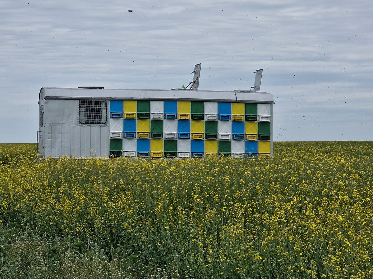 Les abeilles se portent tres bien en Roumanie malgres les traitements NNI !
Amis ecolos venaient faire un tour ici pour voir que les agriculteurs et les abeilles font bon ménage !!