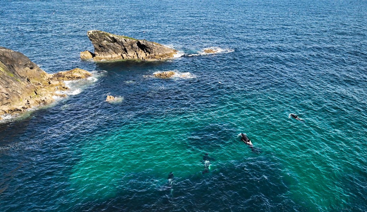 rodgmacl's tweet photo. Four orcas at the Butt of Lewis yesterday afternoon. https://t.co/zDrGxObqS8