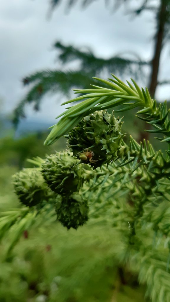 AHojarasca's tweet photo. .. aquí es libre .. y verde, intenso e infinito verde ..
3/3
#primaveraverde
#verdevida
#bosqueysilencio
#pazverde
#bosquelibre
#silencioverde https://t.co/5csIqwIwpg
