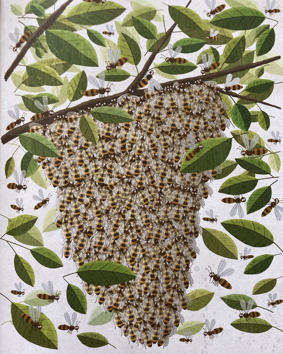 C’est la période des essaimages, la multiplication naturelle des colonies 🐝 
⁦<a href="/SNApiculture/">SNA Apiculture</a>⁩ ⁦<a href="/EricTourneret/">The Bee Photographer</a>⁩ ⁦<a href="/UNAFapiculture/">UNAF Apiculture</a>⁩ <a href="/piotrsocha/">piotr socha</a>