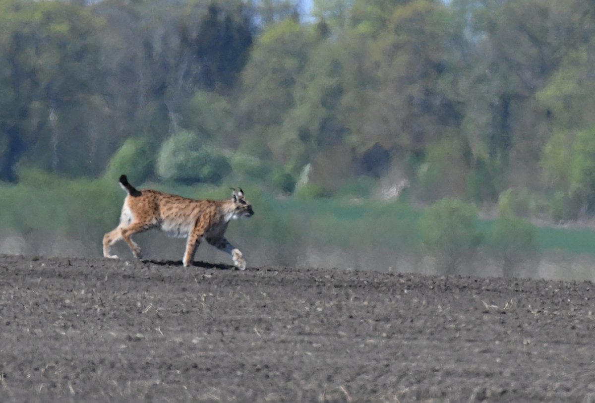 TarvoValker's tweet photo. Here is my "bird" of the day during the Global Birding morning session in Northwest Estonia. Lynx walking calmly across the open field at 11 a.m. (6hrs after sunrise!). Amongst more feathered wildlife - male Capercaillie, 37 Black Grouse, WB Woodpecker, Nutcracker. https://t.co/u9eTVKRnTI