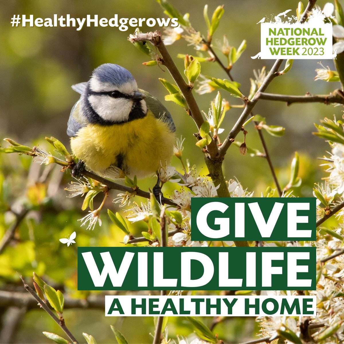 Hedgerows are home to 80% of our woodland birds  🐦‍⬛

#HealthyHedgerows allow for a range of heights, meaning low-nesters like wrens, robins, dunnocks and whitethroats, as well as those that prefer to nest higher such as song thrushes 1/2

#NationalHedgerowWeek