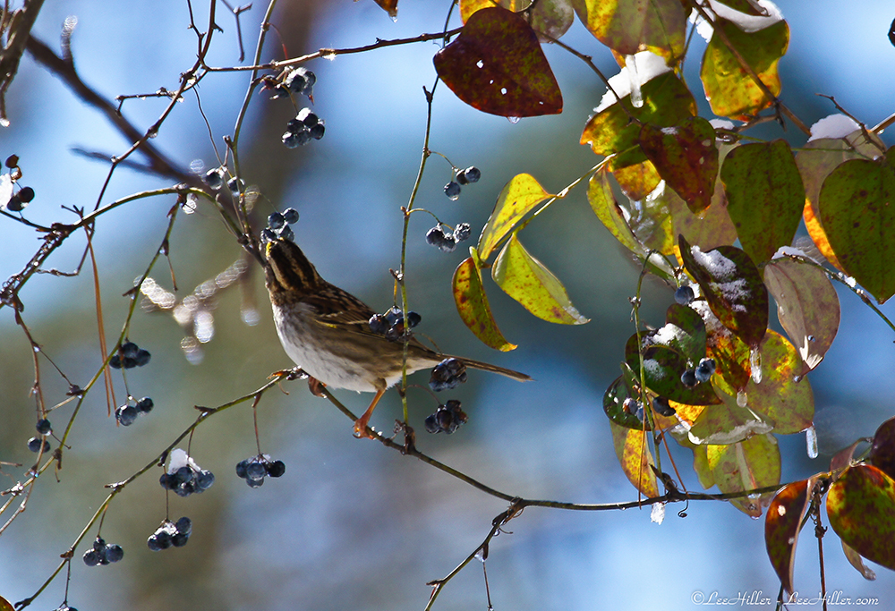 LeeHiller's tweet photo. I embrace the serenity of surrender to Natures song. ~ @LeeHillerLondon #quotes

#HikeOurPlanet #FindYourPath #hike #trails #outdoors #publiclands #hiking #trailslife #nature #photography #naturelovers #adventure #bird #birding #birder #birdwatching #birdphotography https://t.co/Arr1k7YA0L