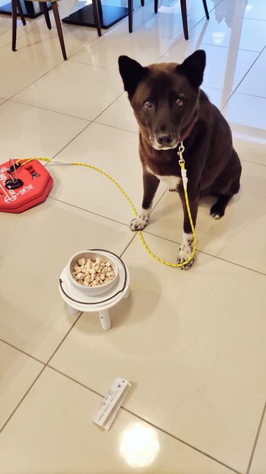 犬ちゃまもごちそう