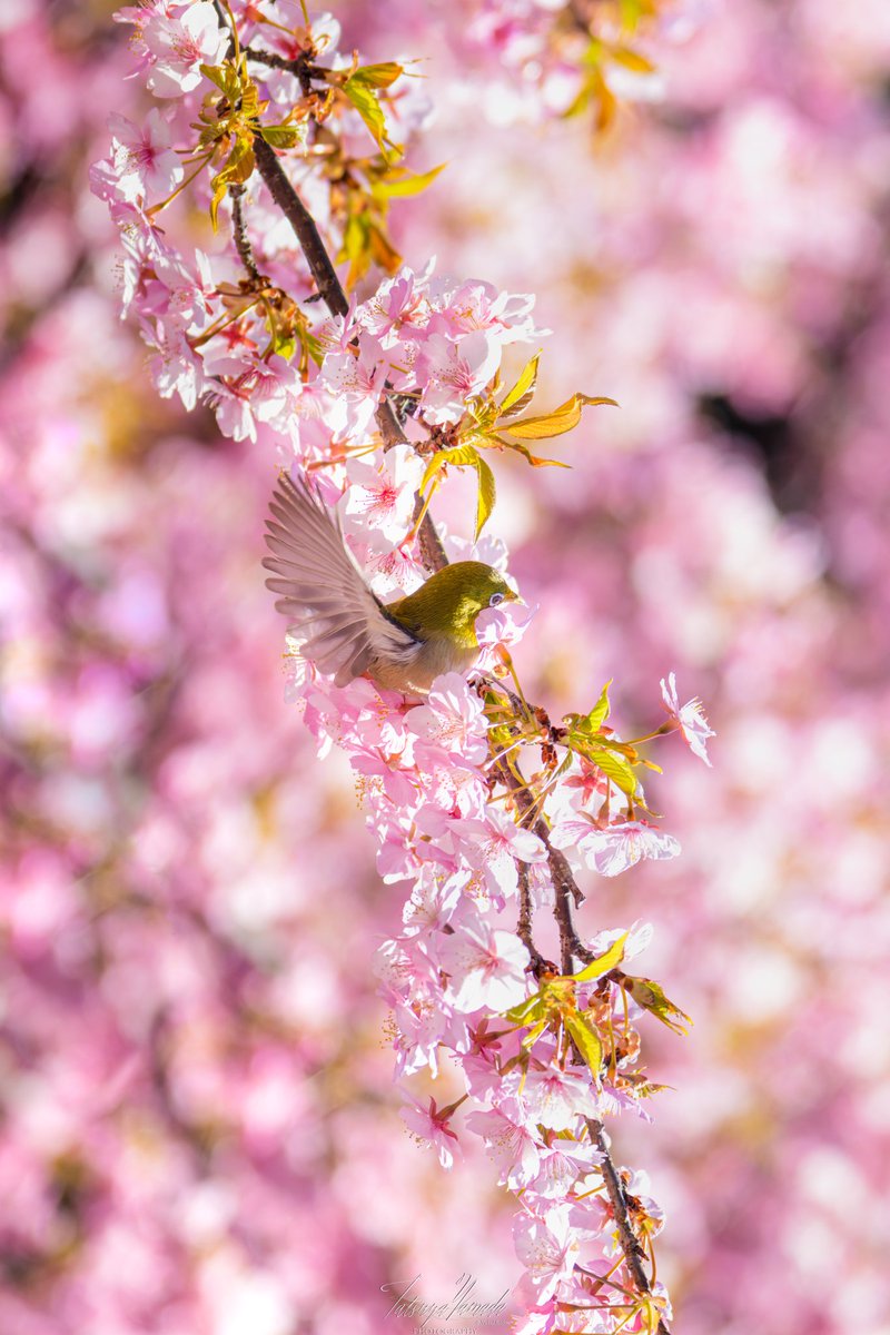 春を泳ぐ
(EOS R5)

#サンディスクFlyフォトコン