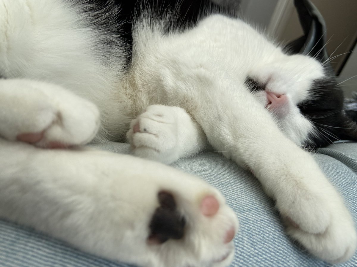 rachlou87's tweet photo. Enjoying the quiet life #Caturday https://t.co/fBU8ItzThC