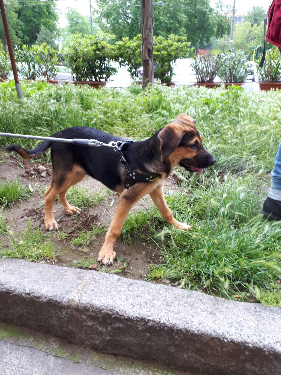 Questo piccolo tesoro è stato trovato a Milano. Chi lo ha trovato non può tenerlo e pare che Enpa abbia consigliato di portarlo in canile. Ha 4 mesi, è tenerissimo e non possiamo farlo finire un canile. Contattare Imma 327 5993541 ,solo persone fidate