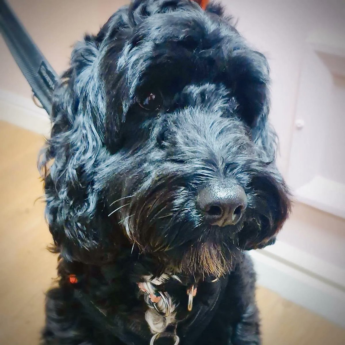 Bring your furry best friend to Plush Cafe, because coffee and cuddles are always better with a wagging tail!

#dessert #baking #instafood #cakes #delicious #sweet #bakery #desserts #sweettooth #chocolatecake #Rainbowbagel #rainbowbagels #plushcafe #york #onlyinyork #loveyork