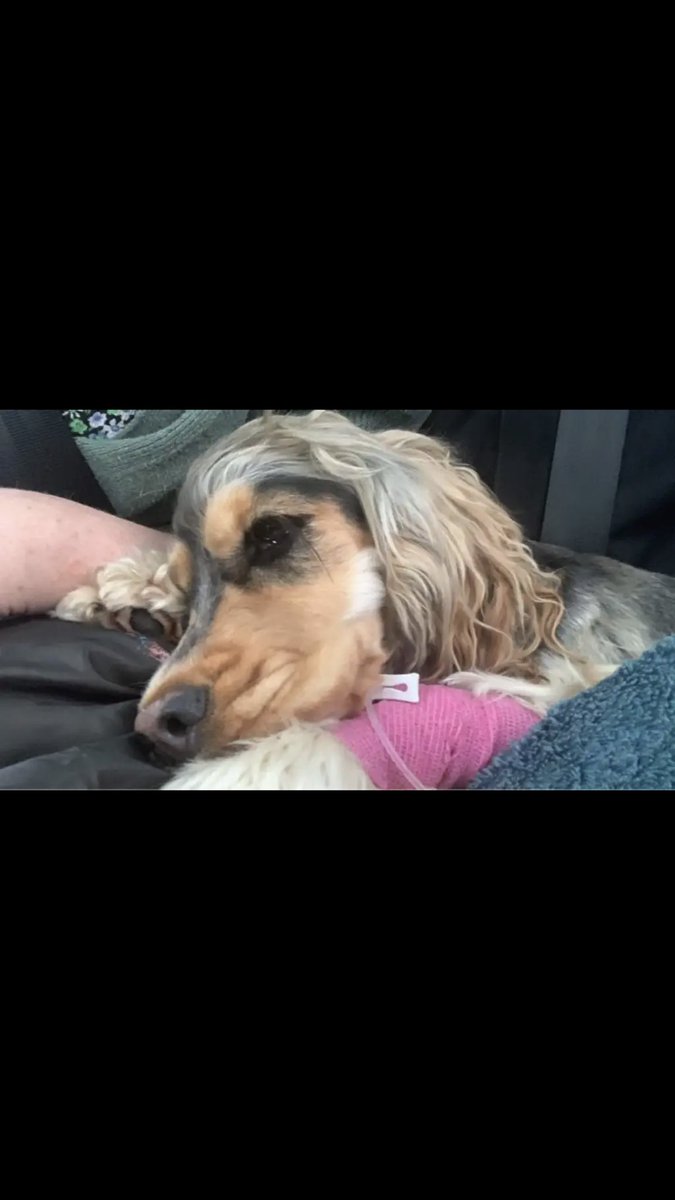 Witness appeal 10th  may 540pm Connie #Spanielpuppy was hit by a #blackRenaultCapture reg  given to police . She has a broken pelvis. This car skipped  a green light narrowly missing a child who was with her father  as well . #MoyserRoad #MitchamLane #london #Sw17 #Furzedown