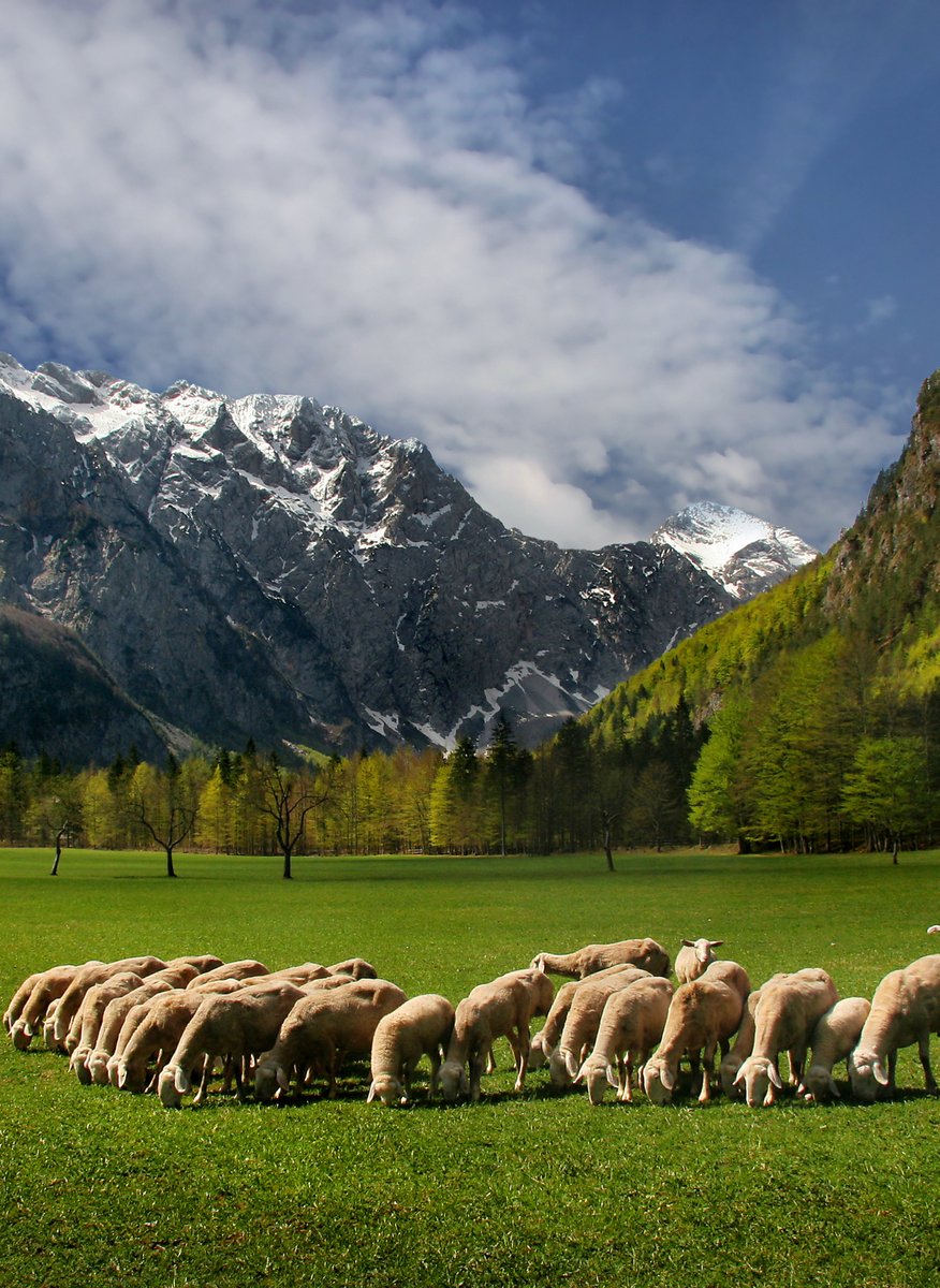 travel_slovenia's tweet photo. LOGARSKA VALLEY, #Slovenia - #spring is one of the most #beautiful times to visit this gorgeous alpine valley, which has finally turned #green again. (photo: Darinka Mladenovic #photography) #ifeelsLOVEnia #Travel All you need to know to visit #Logarska: https://t.co/Epi5e9sSYp https://t.co/2Z6DN0dHbX