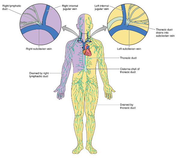 🧵 #1
The lymphatic system has been suggested as a key player in the pathophysiology of heart failure. Lymphatic vessels drain fluid and prevent tissue edema. Daily ~3L are drained back into the venous system.

sciencedirect.com/science/articl…