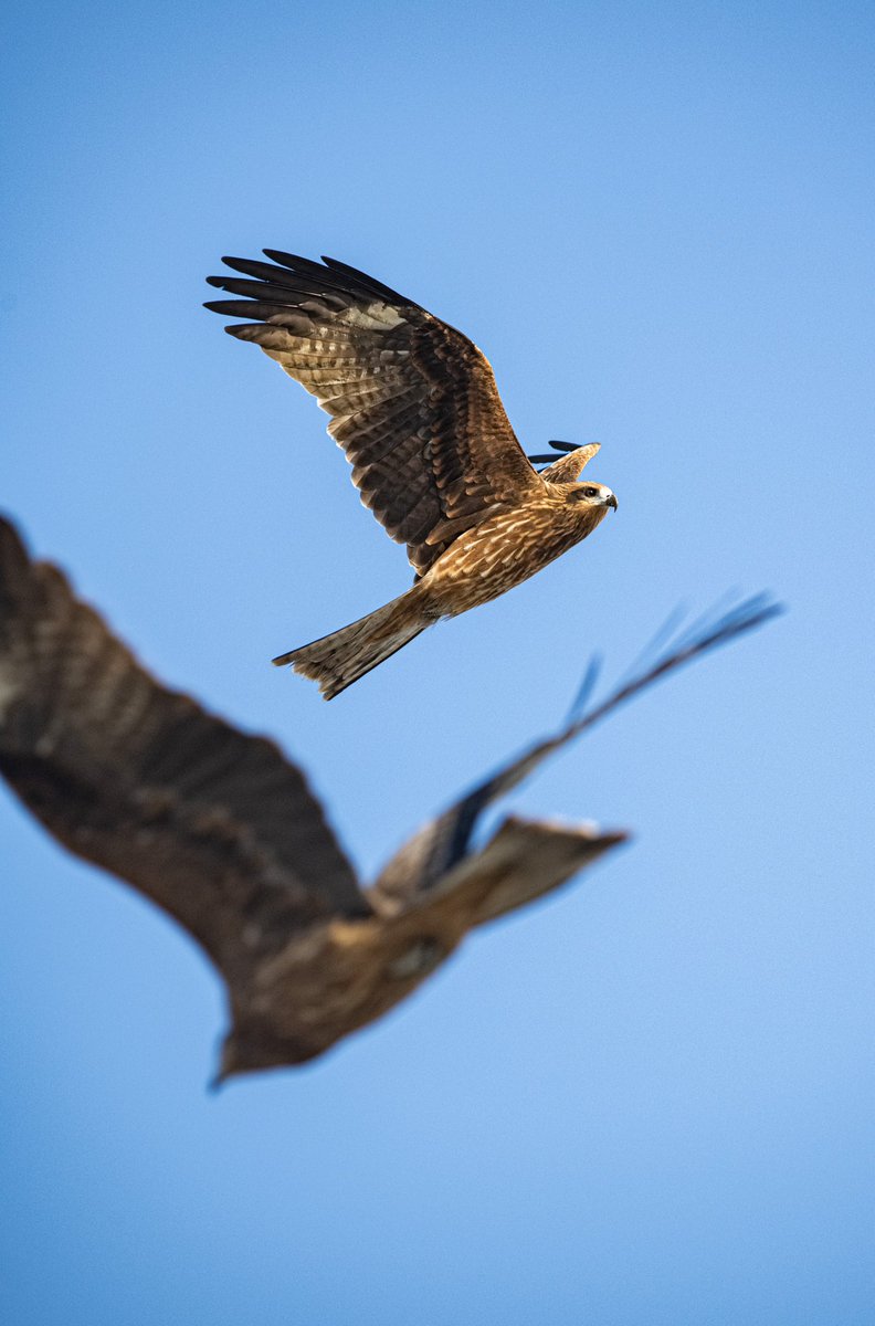 #サンディスクFlyフォトコン
交差する翼
NikonD850