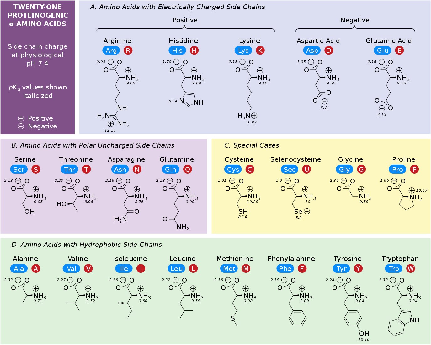 Acidic Amino Acids List