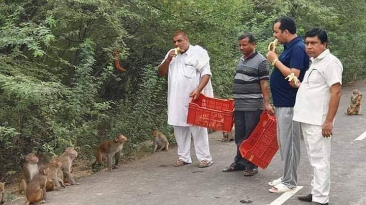 subhamrajputjsr's tweet photo. बंदरों के समूह ने भूखों को भोजन कराया ✌️✌️

#KarnatakaElectionResults2023 https://t.co/bUwnHJVjLg