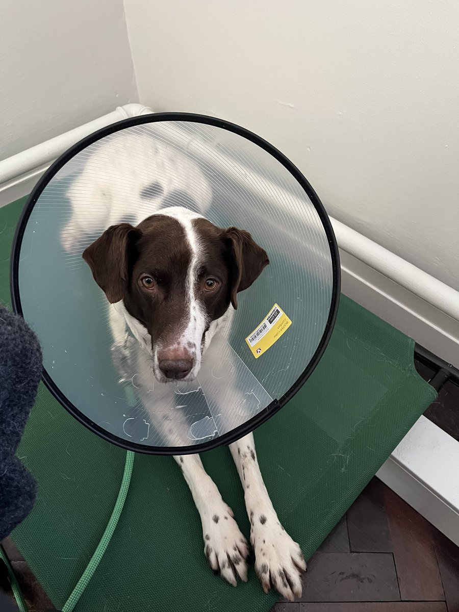 Hershel got his bandages off but I’ve been told it’s going to take 2 weeks for his foot to close up. He’s favouring his foot a lot and all the vets said is to give him paracetamol. Between 1/4 and 1/2  of a pill and I’m like …. Okkkkkk….