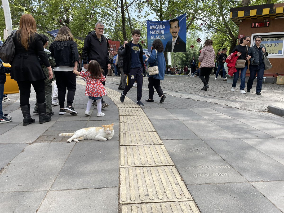 RazAkkoc's tweet photo. #catsofAnkara https://t.co/sA9OV5LqP2