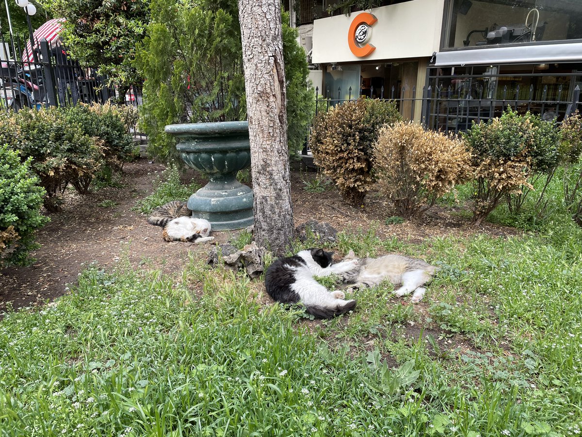 RazAkkoc's tweet photo. #catsofAnkara https://t.co/sA9OV5LqP2