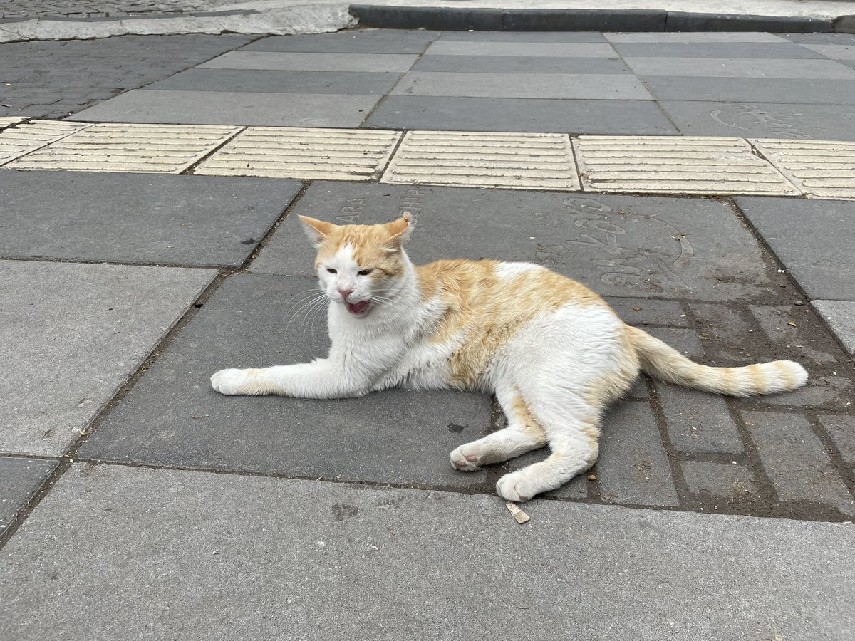 RazAkkoc's tweet photo. #catsofAnkara https://t.co/sA9OV5LqP2