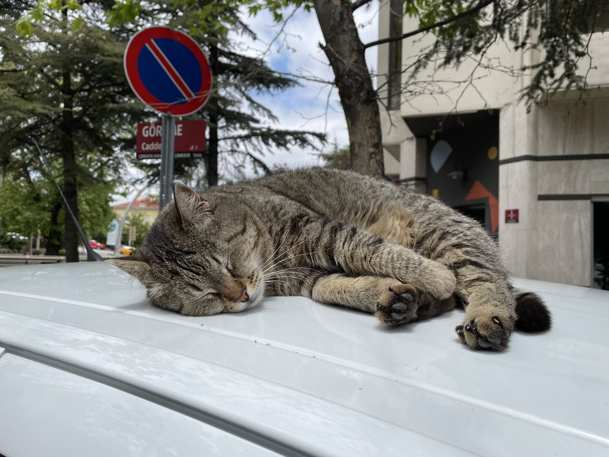 RazAkkoc's tweet photo. #catsofAnkara https://t.co/sA9OV5LqP2