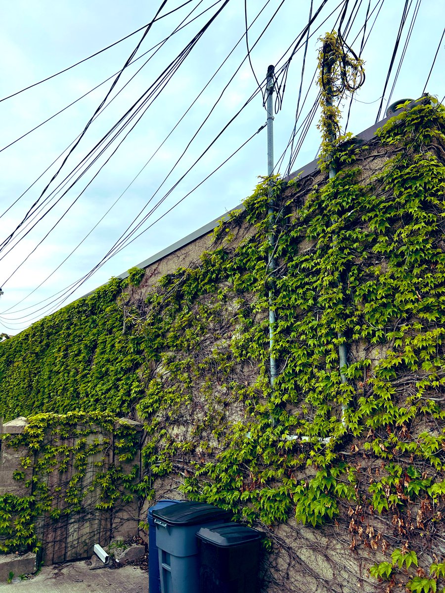 YoshiDXebec's tweet image. 🍀