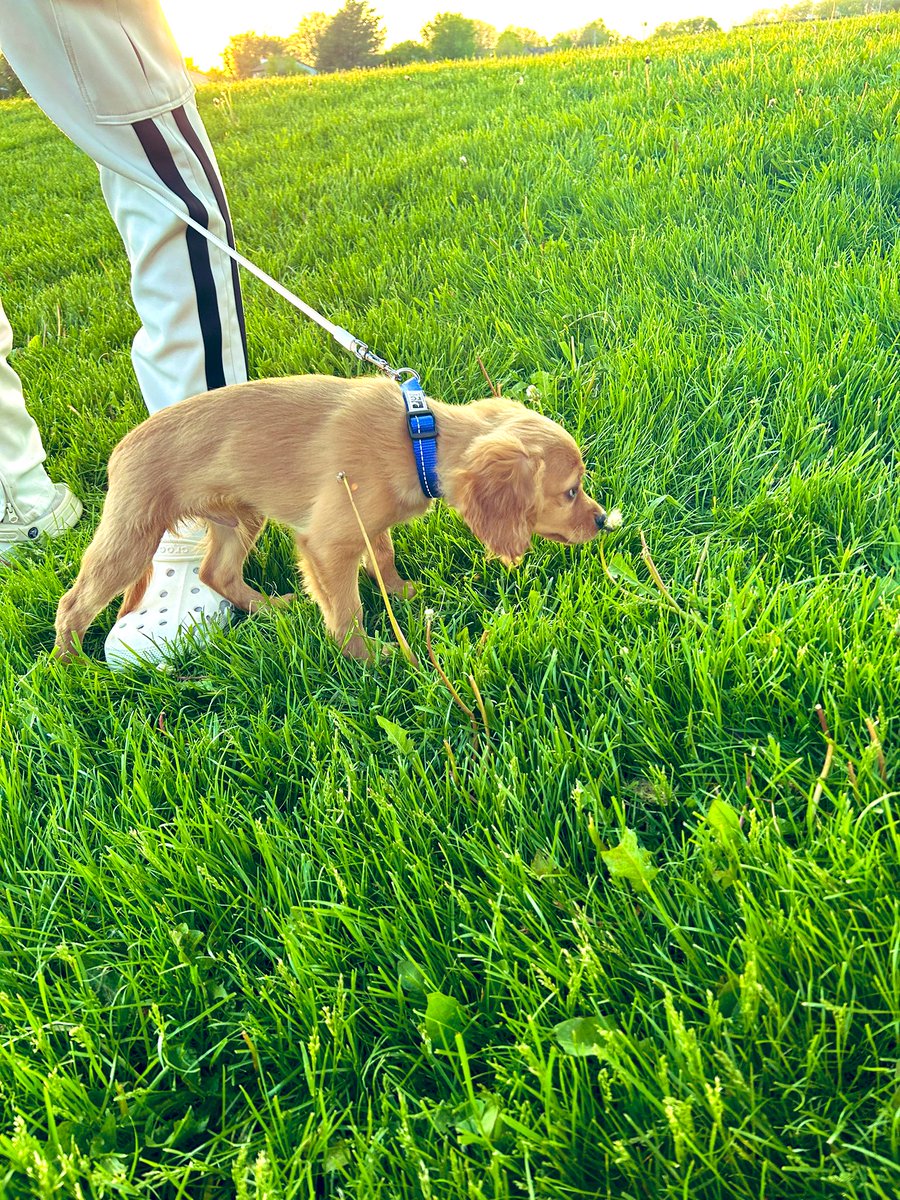 YoshiDXebec's tweet image. 🍀