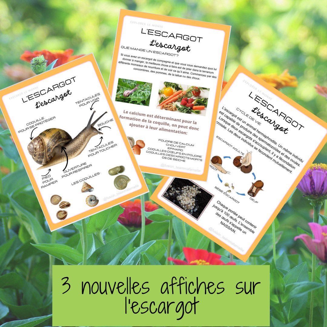 DaubenfeldS's tweet photo. Voici les dernières fiches ou affiches de notre livret « insectes et petites bêtes » travail commun avec ma collègue @teammaternelle 
fusion_teammaternelle sur Instagram 

https://t.co/9ABo1W3RUO https://t.co/vYLbgHOTgS