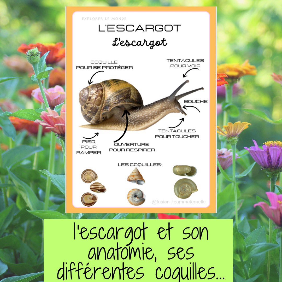 DaubenfeldS's tweet photo. Voici les dernières fiches ou affiches de notre livret « insectes et petites bêtes » travail commun avec ma collègue @teammaternelle 
fusion_teammaternelle sur Instagram 

https://t.co/9ABo1W3RUO https://t.co/vYLbgHOTgS