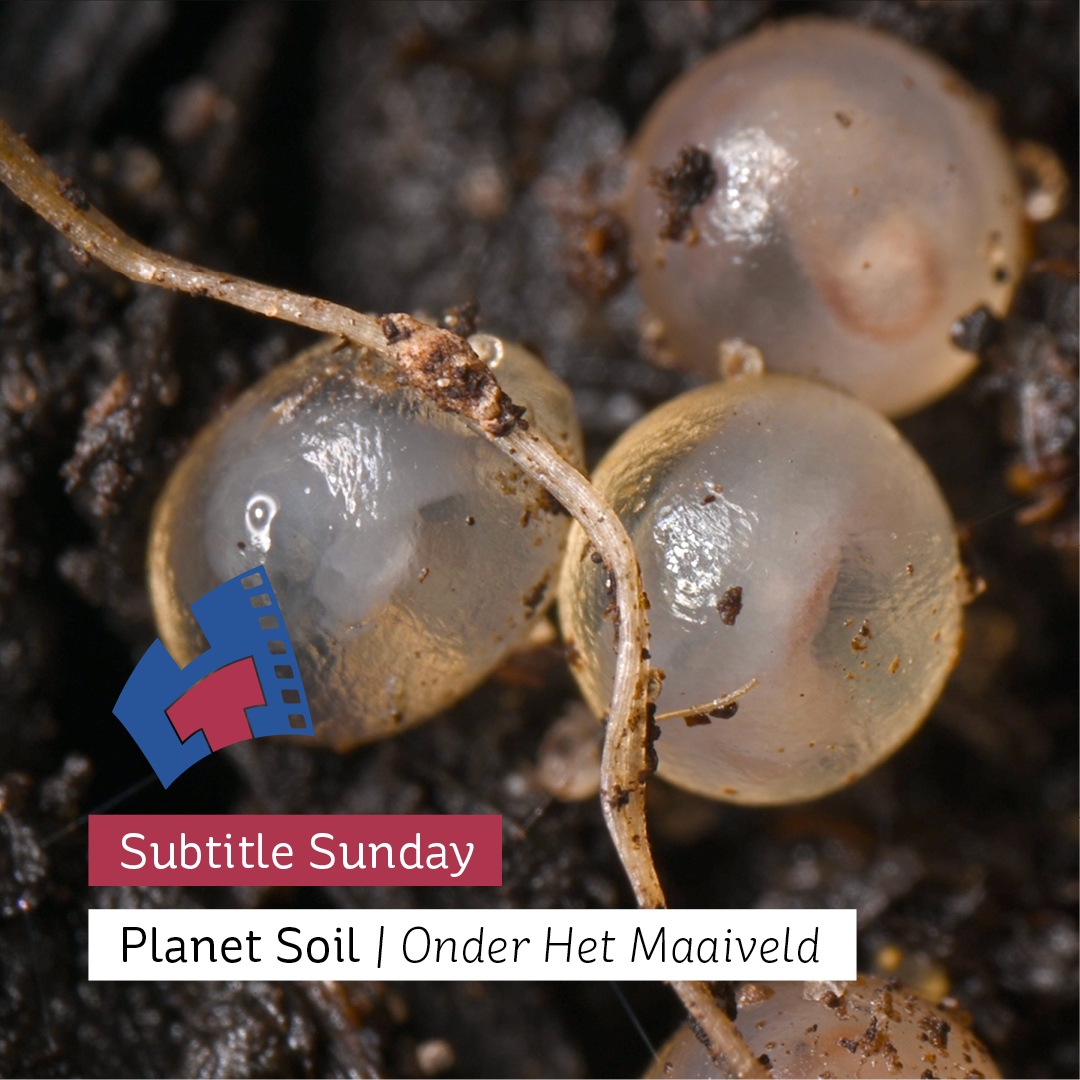 Subtitle Sunday - Een mooi moment om uit te gaan met je internationale vrienden. This Sunday: Planet Soil. The Dutch documentary 'Onder Het Maaiveld' shows the world under our feet, where everything is connected. Subtitles are in English. Tickets: heerenstraattheater.nl/movies/2229/17…