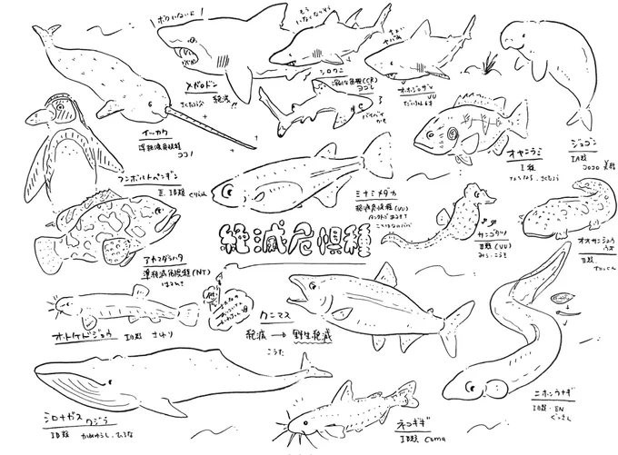 絶滅危惧種ぬりえ作りました! 子どもたちのリクエストで絶滅したメガロドンから、発見されて野生絶滅に変更されたクニマスまで🐟 明日も雨なので、お子さんいる方は自由にダウンロードして印刷して遊んでください🎨