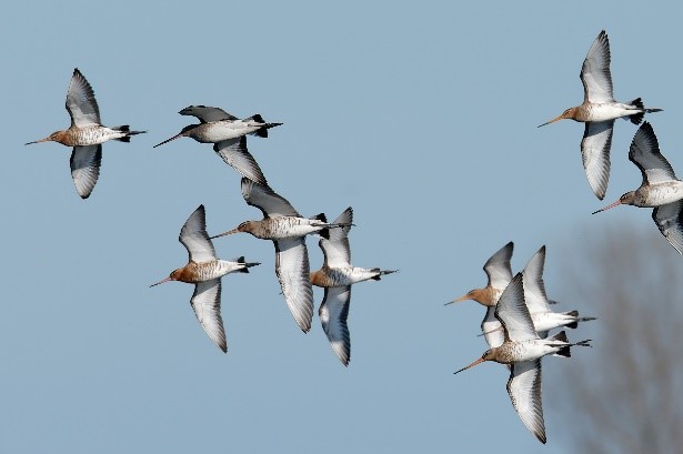 FFEM_Fr's tweet photo. 📢 #Journeemondialedesoiseauxmigrateurs : découvrez les approches innovantes du #ProjetRESSOURCE soutenu par le @FFEM_Fr et tous les #partenaires pour promouvoir une #gestion #durable des populations d’oiseaux d’eau et de leurs habitats sahéliens.
👉 https://t.co/nvqiMAF23x https://t.co/OR1UzkuIzo
