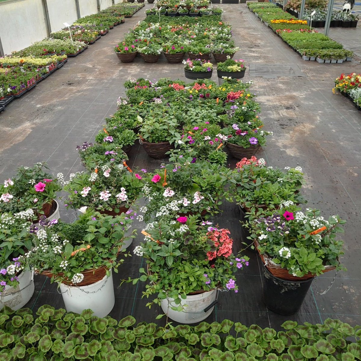 Baskets, planters, bedding plants all ready now