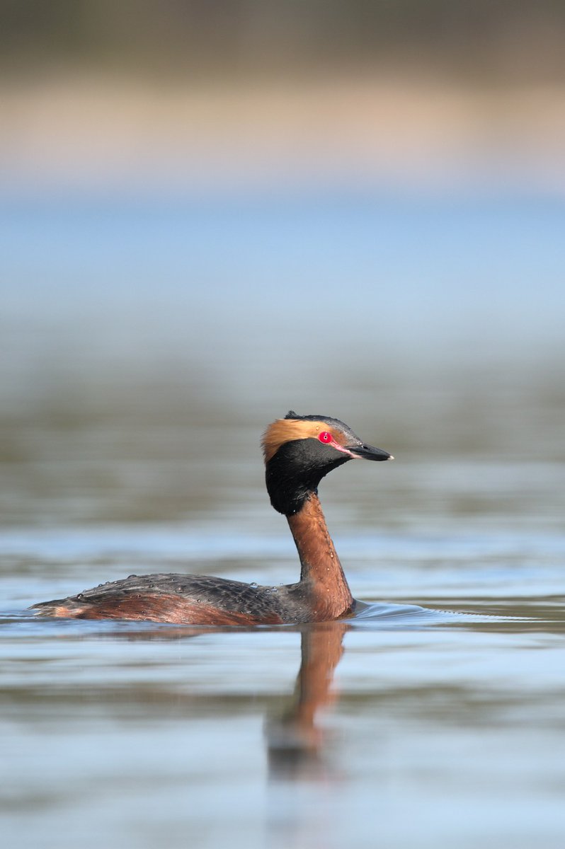 FFeFox 🏜️🦊 tweet media