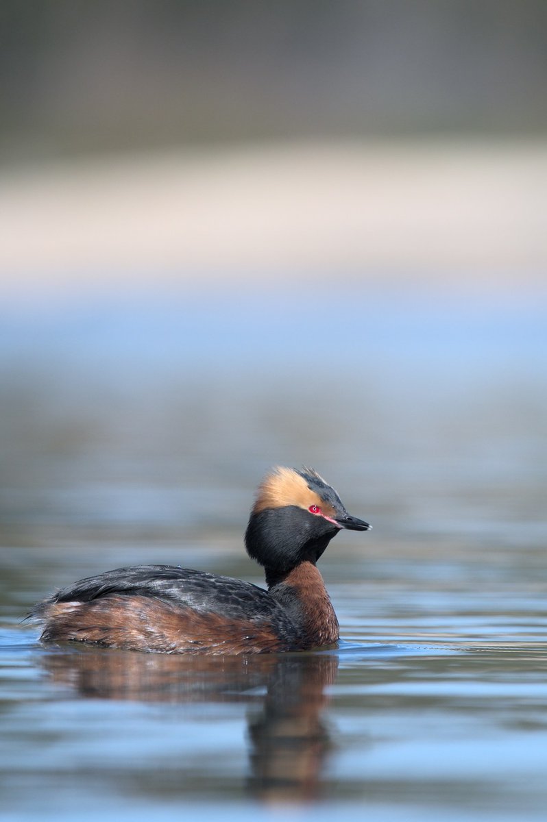 FFeFox 🏜️🦊 tweet media