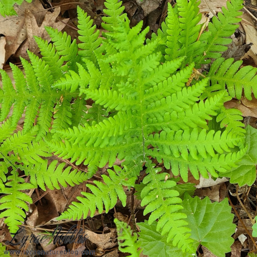 @keeper_of_books Phegopteris connectilis Northern Beech Fern - native to cool temperate climates in the Northern Hemisphere, where it grows in rich, humusy forests, cliffs, and rocks in full to part shade. It spreads clonally by creeping rhizomes.