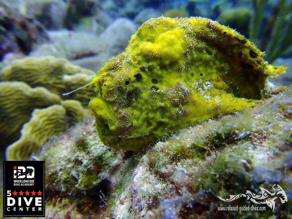An amazing encounter at Curaçao Discover the underwater world with us …😎🇨🇼🏝#scuba #scubadiving #relaxedguideddives #travel #explore #discover #curacao #fun #duiken #tauchen #diving #tripadvisor #cressi #oceanreef  #destination #openwaterdiver #duiken… instagr.am/p/CsLlvEPOG6C/