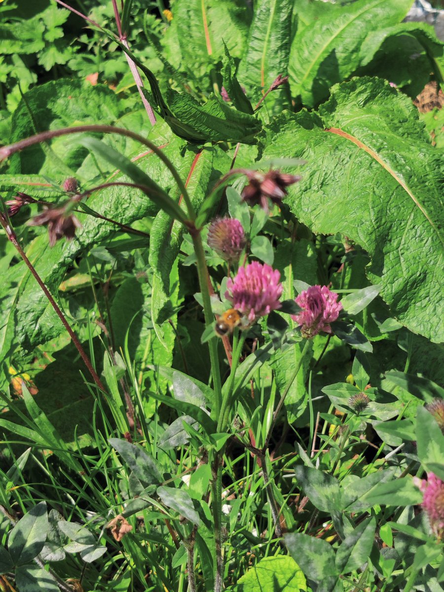 Mini Meadows tweet media