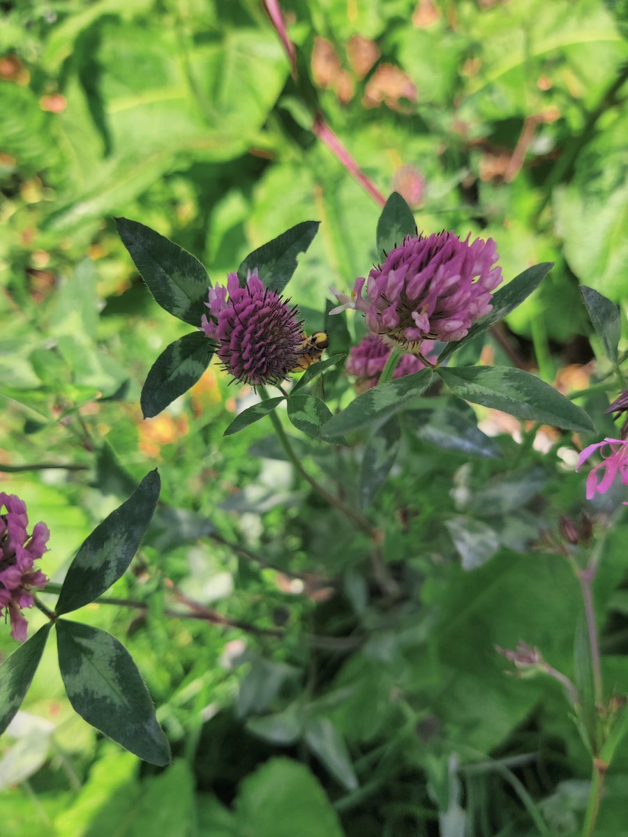 Mini Meadows tweet media